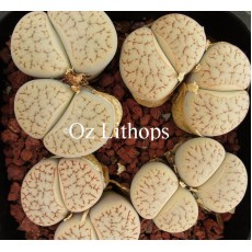 C097 - Plant